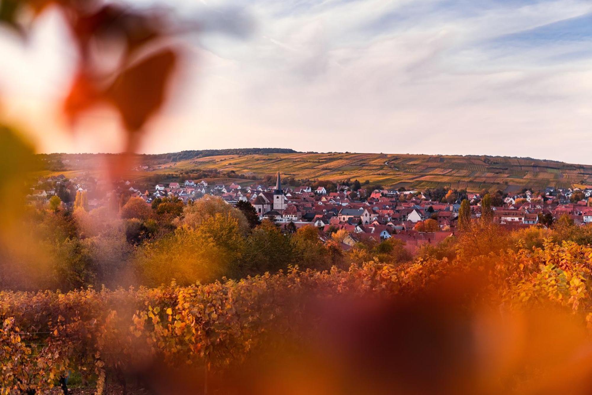 Ninichou Ribeauville (Haut-Rhin)